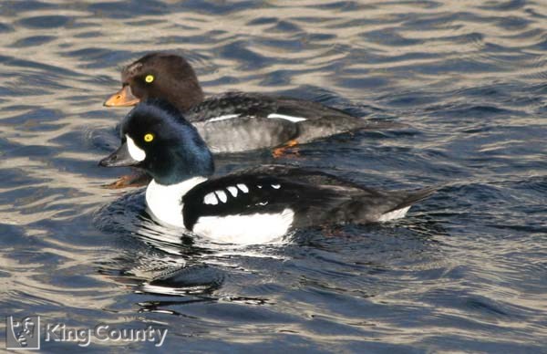 Photo of Male & Female Barrow's Goldeneye - Bucephala islandica